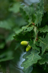 Obraz premium Oak acorn hanging from a tree.