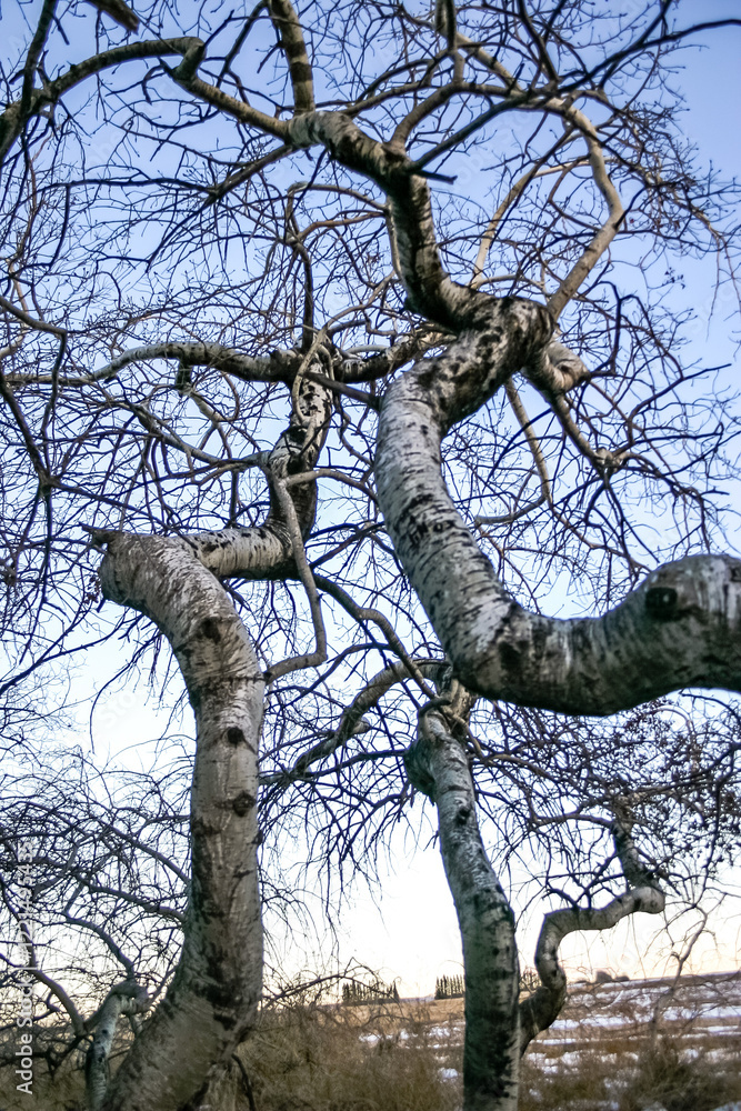 Wall mural a tree with a trunk that is bent and twisted