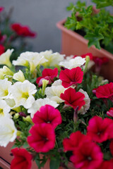 Red and white petunias blooming in flower box