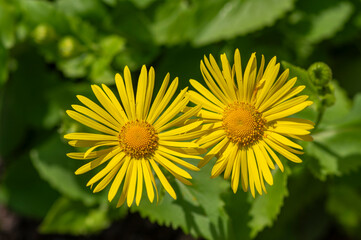 Doronicum orientale leopards bane bright yellow spring flowers in bloom, ornamental garden...