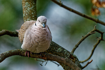 The sicklewort photographed from close up.