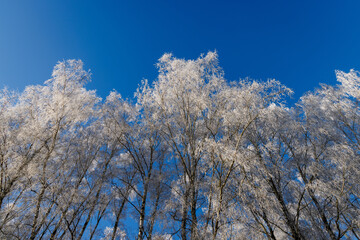 Frostige Baumkronen