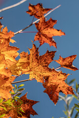 Ahornblätter in Herbstfarben
