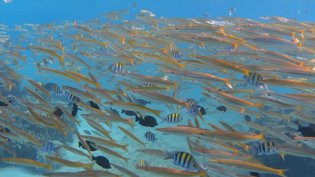 School of yellowtail barracuda, Red Sea. Underwater video