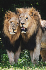 Two male lion brothers stand side by side, rubbing against each other in a rare display of affection and bonding. Taken during an African Safari Game Drive.
