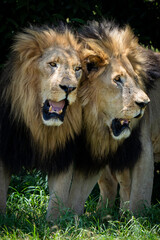 Two male lion brothers stand side by side, rubbing against each other in a rare display of affection and bonding. Taken during an African Safari Game Drive.