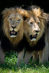 Two male lion brothers stand side by side, rubbing against each other in a rare display of affection and bonding. Taken during an African Safari Game Drive.
