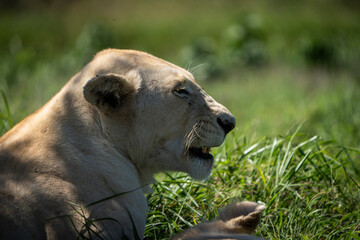 A majestic white lion resting peacefully in the shade, its pale fur contrasting beautifully against the earthy tones of the African bushveld. Captured during a safari game drive, this rare sight