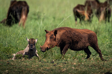 A striking wildlife photograph capturing a territorial display of aggression as a warthog...