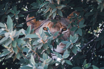 Close-up of a female lioness partially hidden behind thick bush, her wild eyes piercing through the foliage as she observes her surroundings. Taken during an African Safari Game Drive.