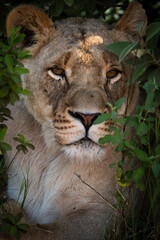 Fototapeta premium Close-up of a female lioness partially hidden behind thick bush, her wild eyes piercing through the foliage as she observes her surroundings. Taken during an African Safari Game Drive.
