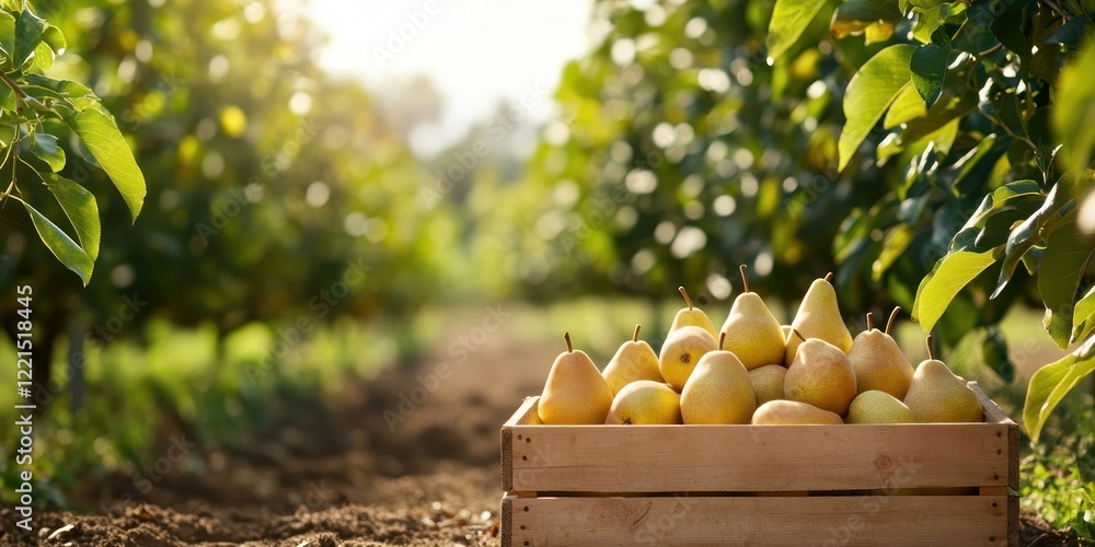 Poster freshly harvested pears are displayed in a wooden box on a dirt path surrounded by lush orchard rows