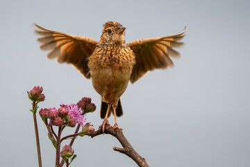 A small brown bird perched on a branch, ruffling its feathers and calling out to attract a mate in the wild. Taken during an African Safari Game Drive.