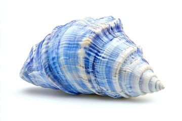 A stunning blue and white seashell, spiral shaped, isolated on white background.