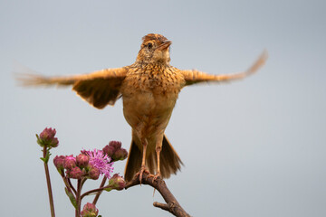 A small brown bird perched on a branch, ruffling its feathers and calling out to attract a mate in...
