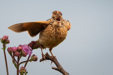 A small brown bird perched on a branch, ruffling its feathers and calling out to attract a mate in the wild. Taken during an African Safari Game Drive.