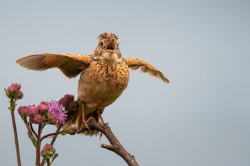 A small brown bird perched on a branch, ruffling its feathers and calling out to attract a mate in...