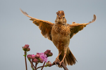 A small brown bird perched on a branch, ruffling its feathers and calling out to attract a mate in...