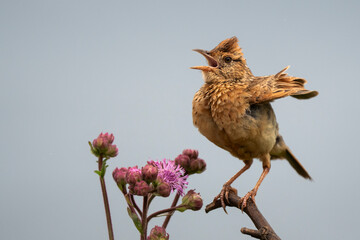 A small brown bird perched on a branch, ruffling its feathers and calling out to attract a mate in...