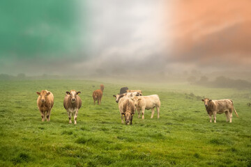 Obraz premium Green meadow with fresh grass. Herd of cows grazing grass. Haze in the background and cloudy sky with Irish flag colors, Selective focus. Agriculture background. West of Ireland