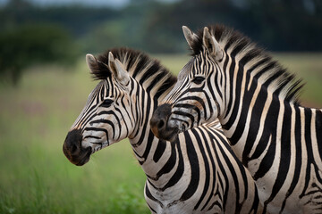 Fototapeta premium A zebra stands proudly in the wild, surrounded by the vast African bushveld. Captured during a safari game drive, the scene showcases the natural beauty and solitude of this iconic animal in its habit