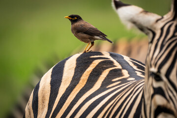 A small bird perches on the back of a zebra, showcasing a fascinating symbiotic relationship in the African wilderness. Captured during a safari game drive, this moment highlights nature