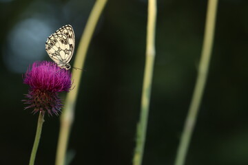 una farfalla melanargia galathea su un fiore di cardo