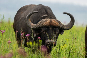 Cape buffalo grazing in a lush green field, surrounded by the vibrant African wilderness. Taken during an African Safari Game Drive.