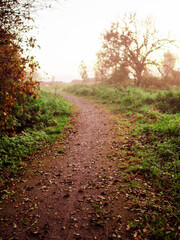 A path through a forest park with trees on either side and fog in the background. Calm and relaxing nature scene. Nobody. Melancholic moody look.
