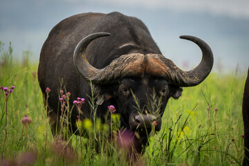 Cape buffalo grazing in a lush green field, surrounded by the vibrant African wilderness. Taken during an African Safari Game Drive.