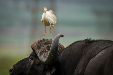 White oxpecker perched on the head of a Cape buffalo, showcasing the unique symbiotic relationship in the African wilderness. Taken during an African Safari Game Drive.