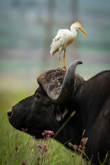 White oxpecker perched on the head of a Cape buffalo, showcasing the unique symbiotic relationship...