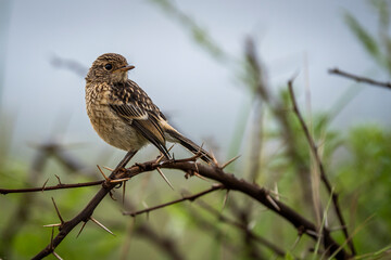 A small bird perched on a tree branch, attentively observing its surroundings. Taken during an African Safari Game Drive.
