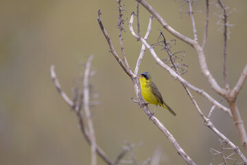 Masked yellowthroat (Geothlypis aequinoctialis) singing on a tree branch.