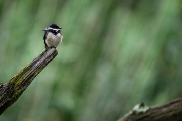 A small bird perched on a tree branch, attentively observing its surroundings. Taken during an African Safari Game Drive.