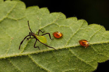 Mburucuya bug (Holhymenia histrio) hatching from egg.