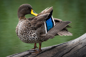Egyptian Goose perched on a floating log in a river, preening its feathers. Captured in natural light, showcasing its plumage and the calm waters. Taken during an African Safari Game Drive.