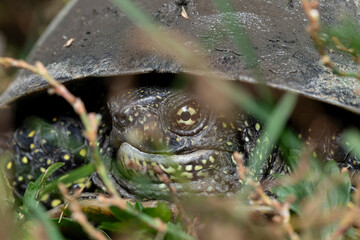 A European pond turtle peeks out of its shell