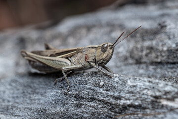 Portrait of a gray grasshopper sitting on a dry tree