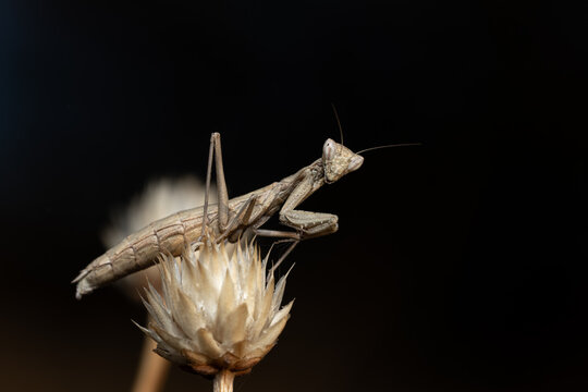 praying mantis ameles decolor sits on a dry flower