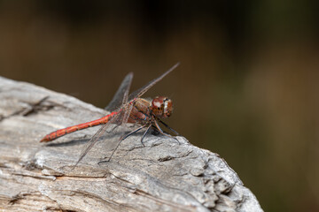 A red male dragonfly (Sympetrum vulgatum) sits on a barkless tree trunk