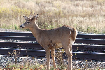 Young deer family on the railroad tracks in Two Harbors, Minnesota. 
