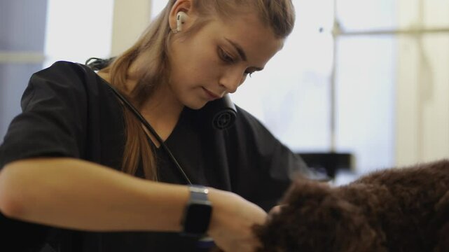 Dog grooming tips for pet owners in a professional setting