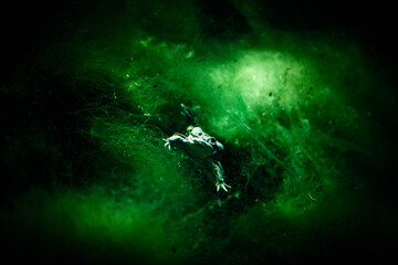 Titicaca frog swimming in murky waters