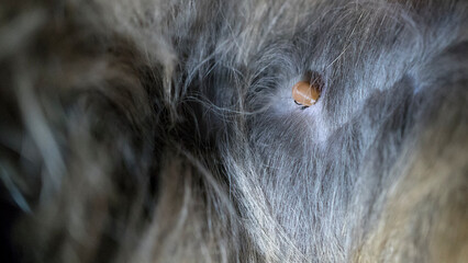 A detailed close-up of a tick on a cat's fur. A macro image of a tick with shallow depth of field.
