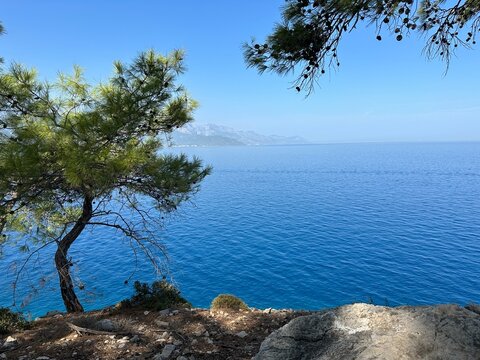 tree on the shore of the sea