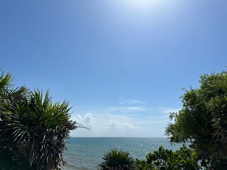 beach with trees and sea