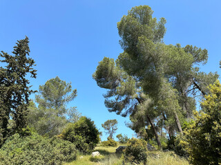 The man-made forest of Mata, planted with Aleppo pine or Jerusalem pine (lat.- Pinus halepensis)
