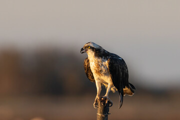 The magnificent predator : the osprey (Pandion haliaetus).