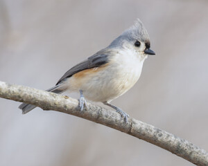 A tufted titmouse standing on a branch looking towards the right on a cold day.